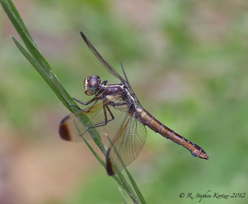 Libellula flavida, female